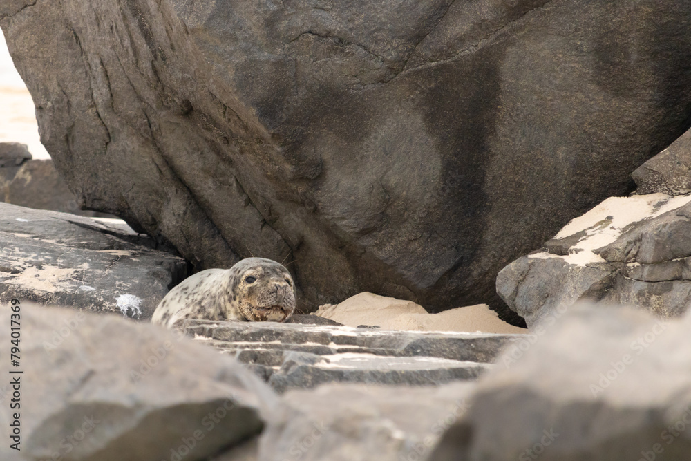 Cute little harbor seal basking in the sun on the beach when I took this picture. The black spots on this white body shows he is just a calf. This little baby has big black eyes and whiskers. Cute little harbor seal basking in the sun on the beach when I took this picture. The black spots on this white body shows he is just a calf. This little baby has big black eyes and whiskers.