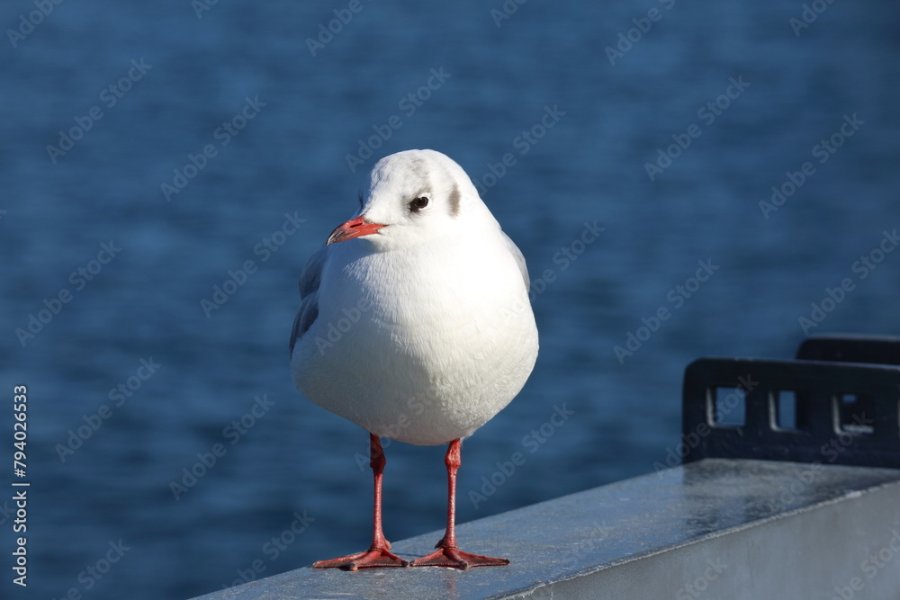 Obraz premium 港の防波堤に立つユリカモメ