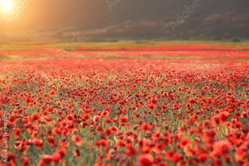 wild poppy flower meadow © Pavlo Klymenko