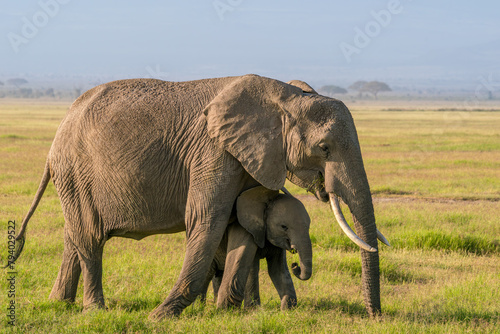 Elephant mother and baby