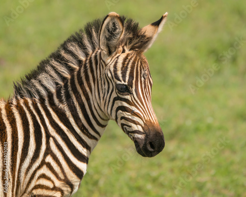 Close-up of Juvenile Zebra