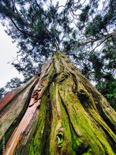 low angle view of a large tree growing up within the giant tree stump in the Jardin du Grand Rond in toulouse, France