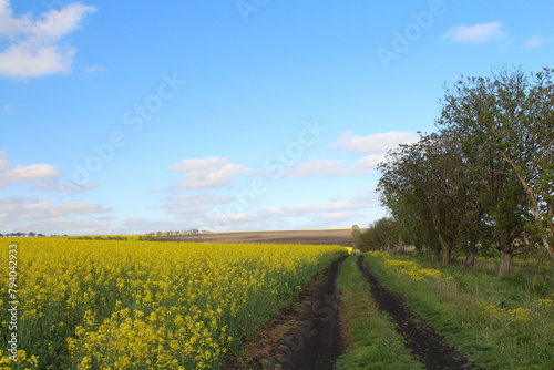 A path through a field of yellow flowers and trees with a sign in the background