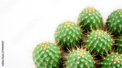 Narrow-headed cacti isolated against a stark white background