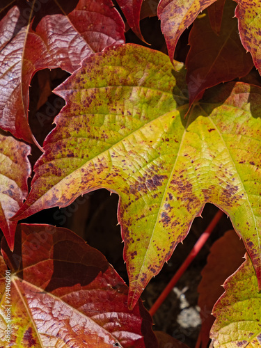 Nahaufnahme der an einer Mauer rankenden bunten Blätter des Wilden Weins (Parthenocissus)