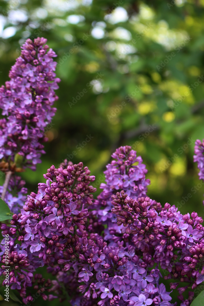 Close-up of Lilac pink blossoms and flowers on branches on springtime. Syringa vulgaris in bloom 