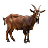 Adult brown goat with horns isolated on transparent background