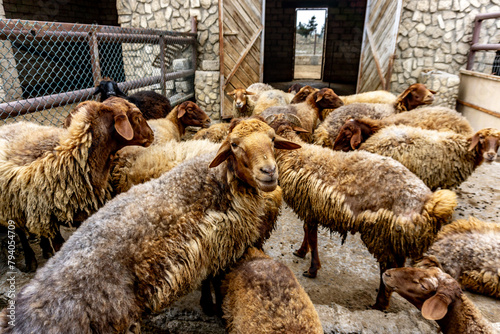 Rare Caucasian Gold Woolen sheep (Golden Fleece) during feeding at the natural reserve in Baku, Azerbaijan - part of the animal reintroduction project.