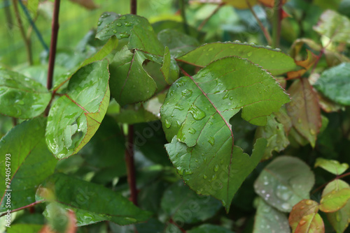 Wallpaper Mural Close-up of Rose bush leaves damaged by hailstones in the garden on springtime Torontodigital.ca