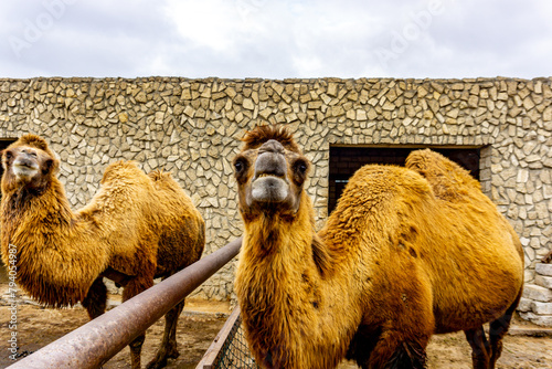 Bactrian Camels during their winter stay at the Reserve in Baku, Azerbaijan before being released and reintroduced into the wild. photo
