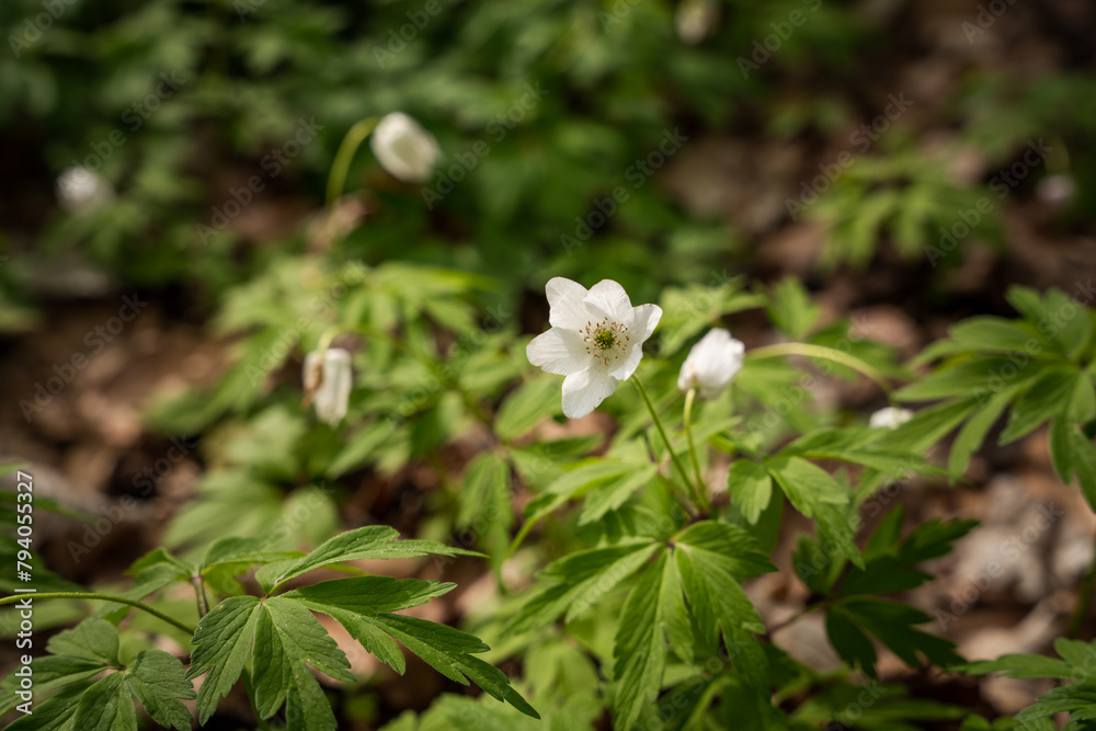 Anemonoides nemorosa is one of the first spring flowers in the forest. The wood anemone, is an early-spring star-shaped flowering plant in the buttercup family, native to Europe and ancient woodland. Anemonoides nemorosa is one of the first spring flowers in the forest. The wood anemone, is an early-spring star-shaped flowering plant in the buttercup family, native to Europe and ancient woodland.