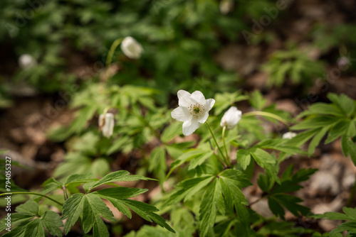 Anemonoides nemorosa is one of the first spring flowers in the forest. The wood anemone, is an early-spring star-shaped flowering plant in the buttercup family, native to Europe and ancient woodland. photo