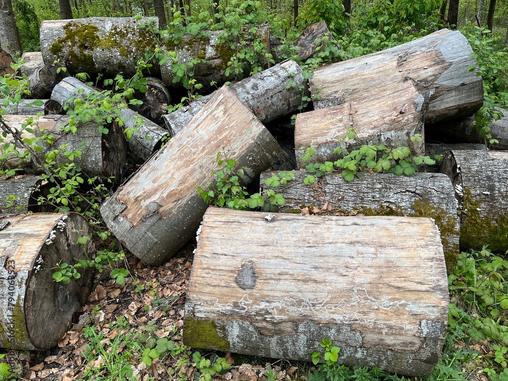 Weathered logs with plants on them Weathered logs with plants on them