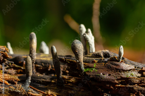 Xylaria hypoxylon is a species of fungus in the family Xylariaceae known by a variety of common names such as the candlestick fungus, the candlesnuff fungus, carbon antlers or the stag's horn fungus photo