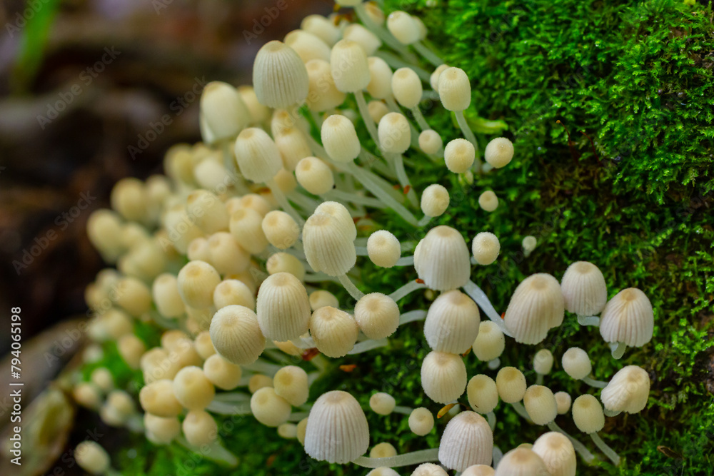 Mycena epipterygia is a species of fungus in the family Mycenaceae of ...