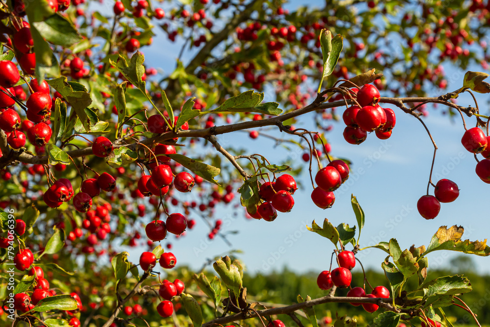 A detailed macro shot capturing the vibrant red hawthorn berries in their autumn splendor. These ripe berries are not only beautiful but also have medicinal properties A detailed macro shot capturing the vibrant red hawthorn berries in their autumn splendor. These ripe berries are not only beautiful but also have medicinal properties