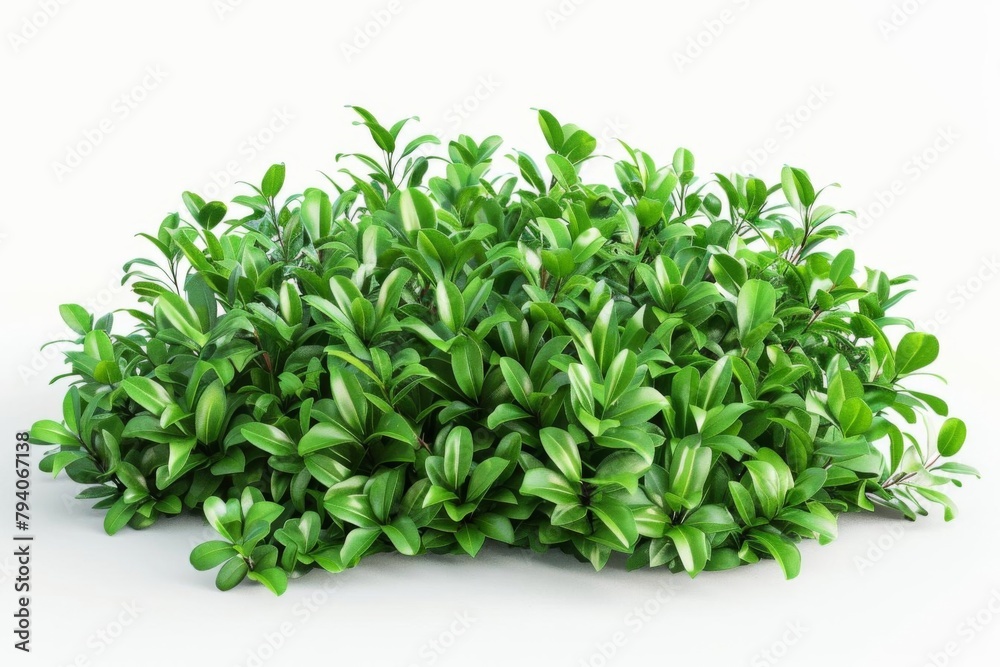 green bush plant isolated on white background 3d rendering