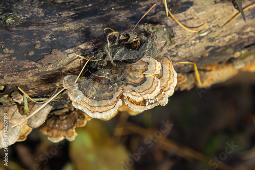 Trametes versicolor, also known as Polyporus versicolor, is a common polypore mushroom found throughout the world and also a well-known traditional medicinal mushroom growing on tree trunks