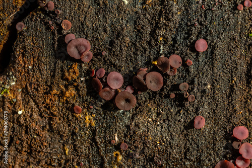 group much fungus on trunk Ascocoryne sarcoides photo