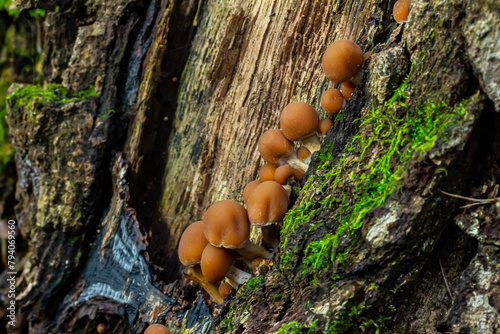Psathyrella piluliformis Common Stump Brittlestem mushroom reddish-brown mushroom that grows steeply in groups, natural light photo