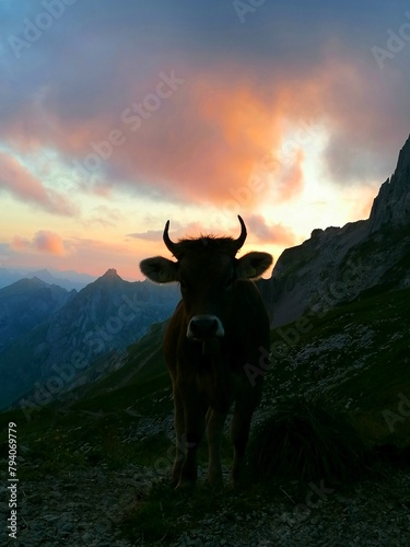 Rotsteinpass Sunset moment with cow silhouette, Swiss Alpstein. Switzerland hiking. Wanderlust. photo