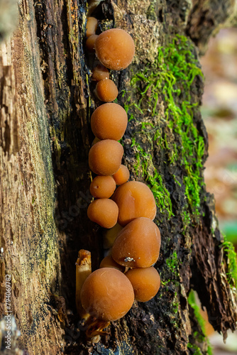 Obraz na płótnie Psathyrella piluliformis Common Stump Brittlestem mushroom reddish-brown mushroo