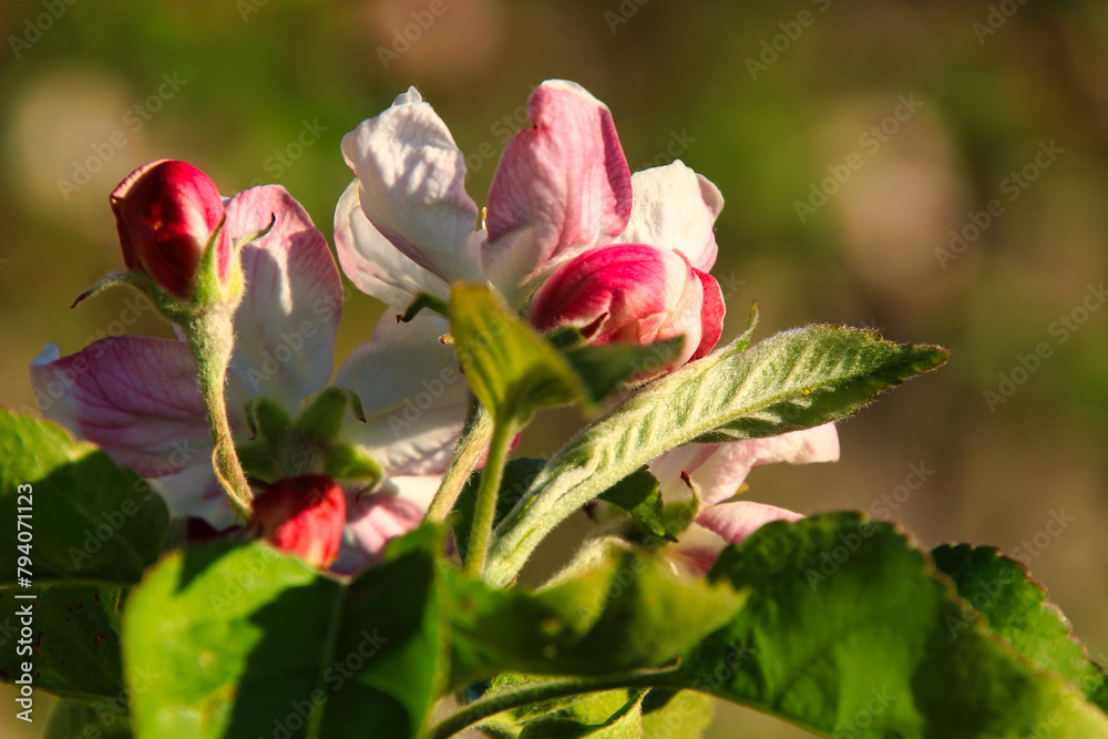 Apfelblüten im Detail