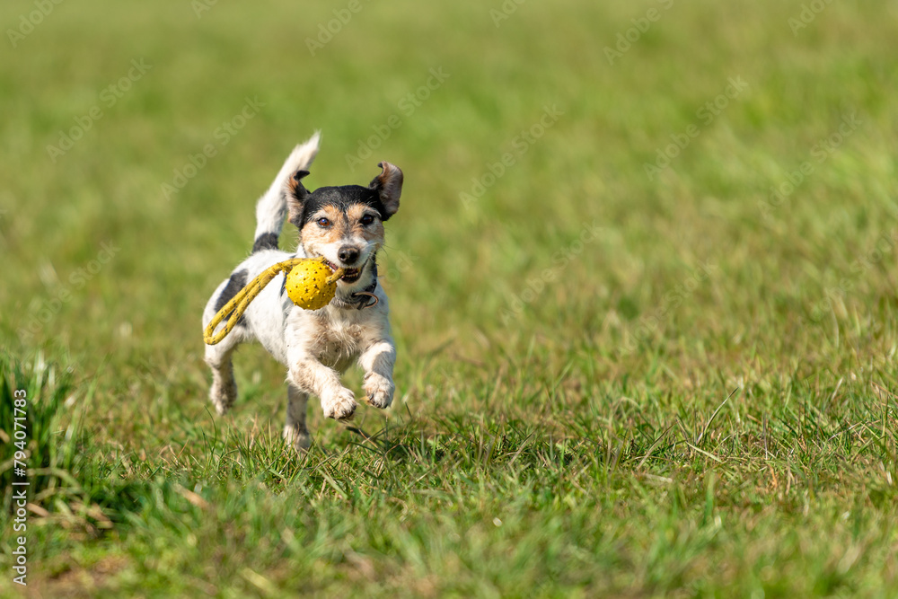 a small cute Jack Russell Terrier dog running fast and with joy across a meadow with a toys in his mouth a small cute Jack Russell Terrier dog running fast and with joy across a meadow with a toys in his mouth