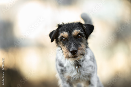 A small Jack Russell Terrier dog poses in nature at sunrise or sunset in early spring