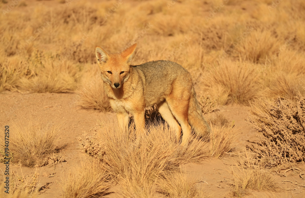 Closeup of a Zorro Culpeo or Andean Fox Found at the Chilean Altiplano in Los Flamencos National Reserve, Northern Chile, South America Closeup of a Zorro Culpeo or Andean Fox Found at the Chilean Altiplano in Los Flamencos National Reserve, Northern Chile, South America