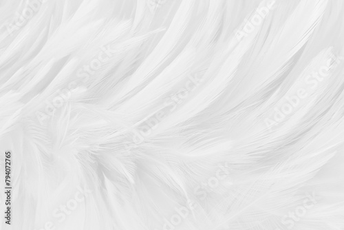 Beautiful white grey bird feathers pattern texture background.