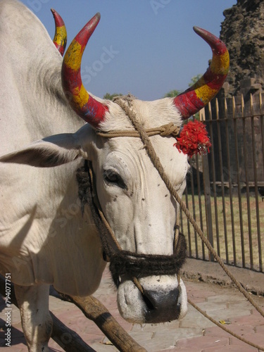 Colourful Cow, India 2005