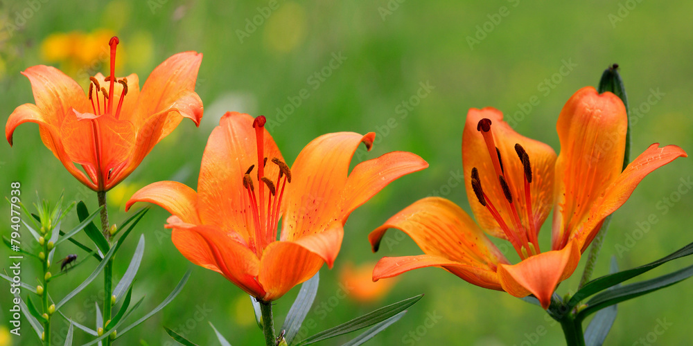 Feuer-Lilie (Lilium bulbiferum) Pflanze mit orangen Blüten, Panorama Feuer-Lilie (Lilium bulbiferum) Pflanze mit orangen Blüten, Panorama