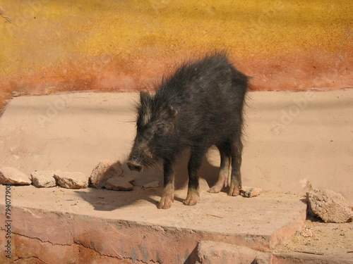 Wild Pig, India 2005