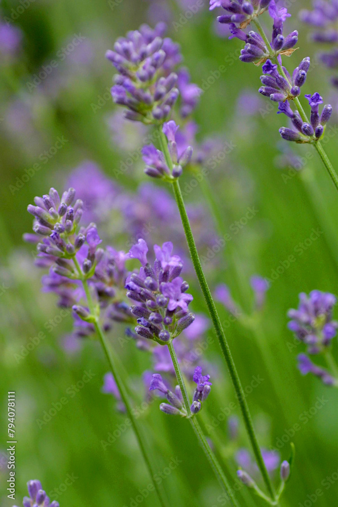 Echte Lavendel (Lavandula angustifolia) mit blauen Blüten Echte Lavendel (Lavandula angustifolia) mit blauen Blüten