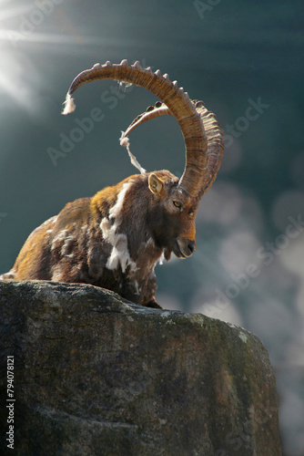 Alpensteinbock (Capra ibex) Männchen liegt auf Fels