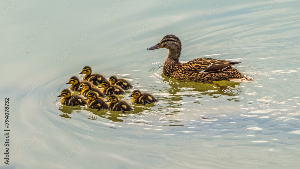 Duck female with nine small cute ducklings swimming on lake Duck female with nine small cute ducklings swimming on lake