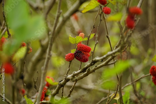 Close-up of ripe mulberry fruit on the tree