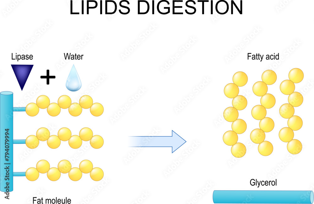 Foto Lipids digestion. Lipolysis.