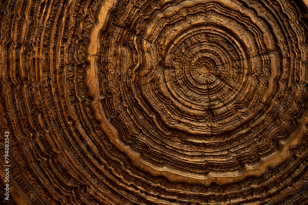 Fototapeta premium Wooden trunk with annual rings close up