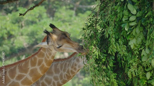 Close up of two reticulated giraffe's (Giraffa reticulata) heads while they feed during the afternoon photo