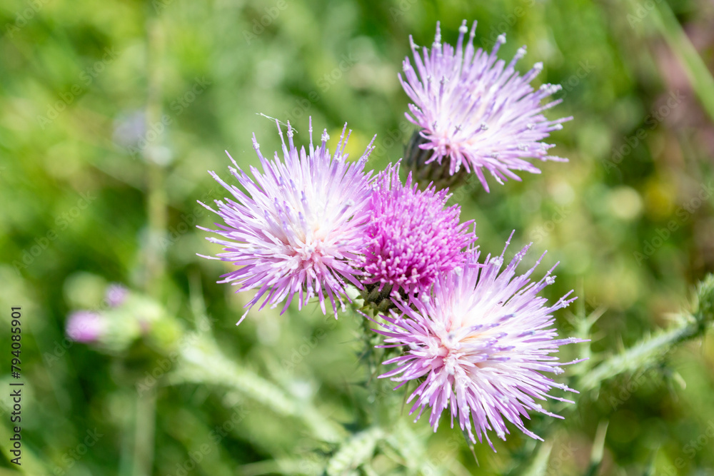 Flores de cardo rosas Flores de cardo rosas