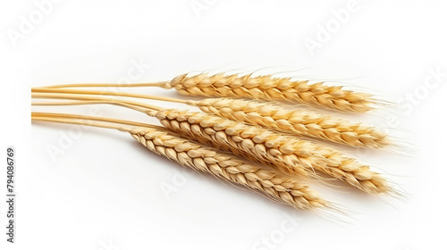 Isolated wheat spikelets against a stark white background