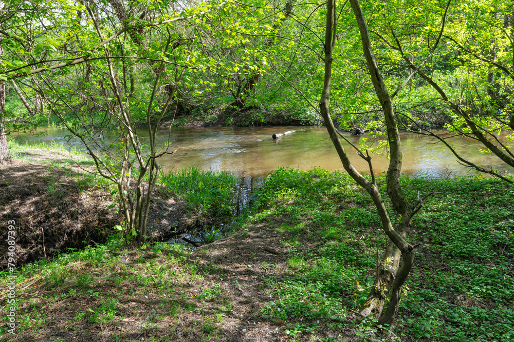 green forest with a pond green forest with a pond