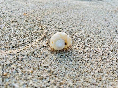 tender seashell on the wet sand © Oksana