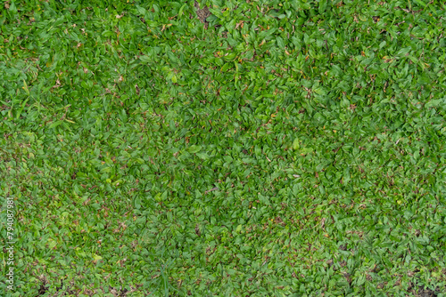 fresh grass background in the garden, grass texture.