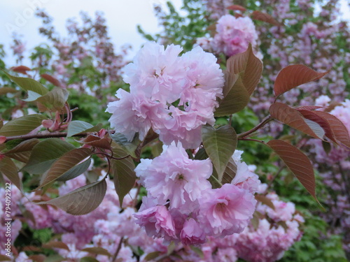 pink and white lilac. pink and white. pink and white flowers.
