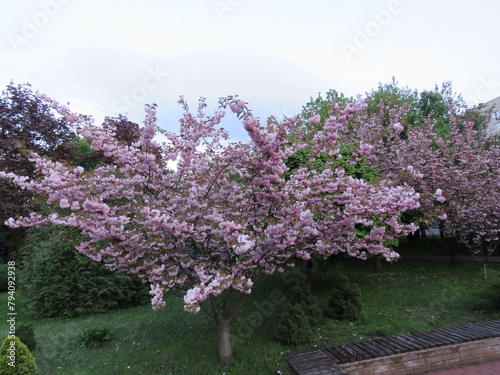 flowers in the park. blooming tree in spring.