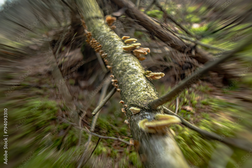 Fototapeta premium Mushrooms in the forest in close-up photography with blurred background.