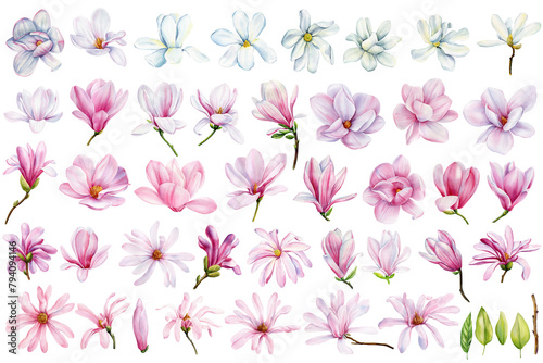 Magnolia flowers collection watercolor isolated white background. Beautiful blooming magnolia branch pink floral clipart
